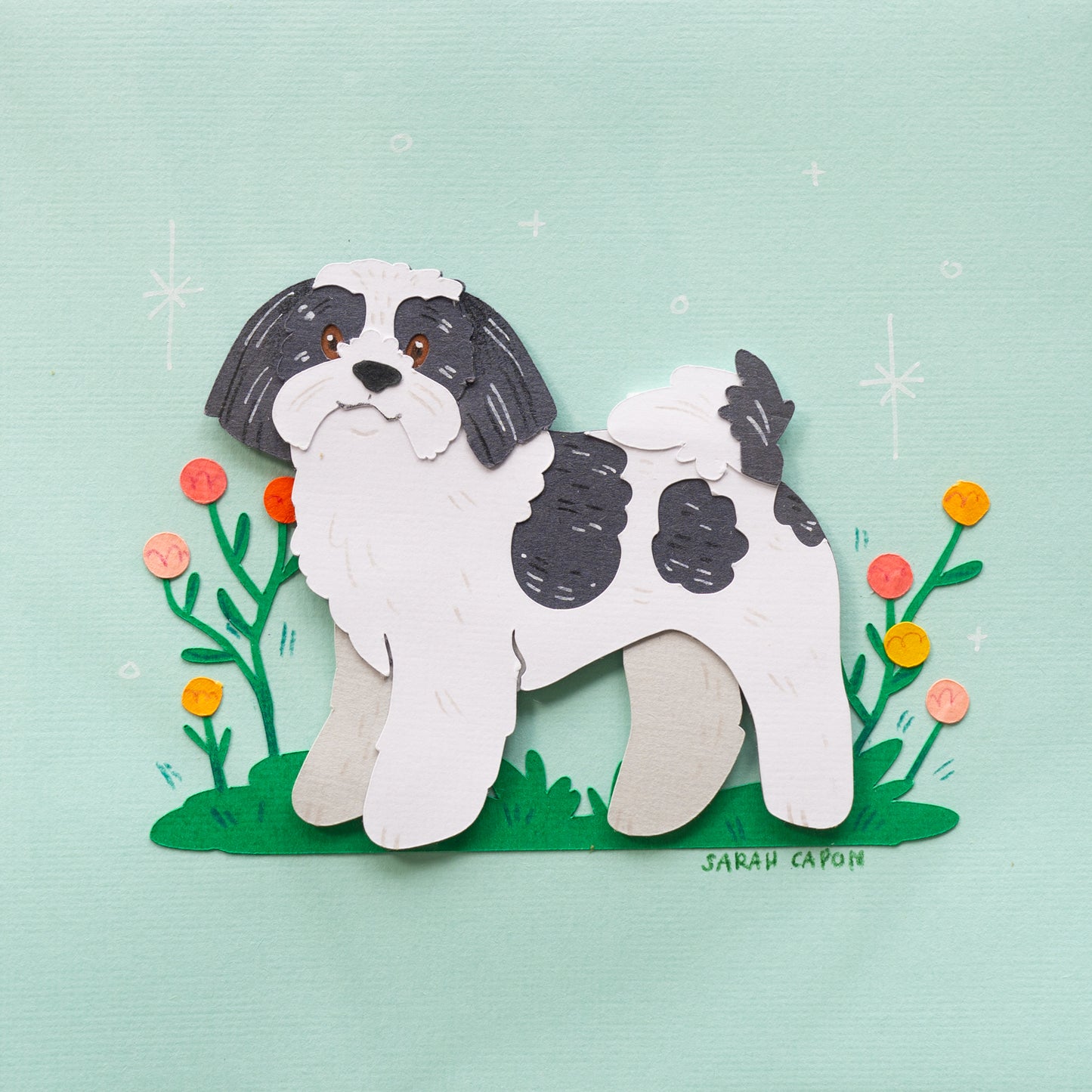 Shih Tzus