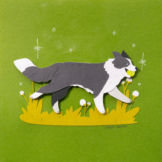 Border Collie