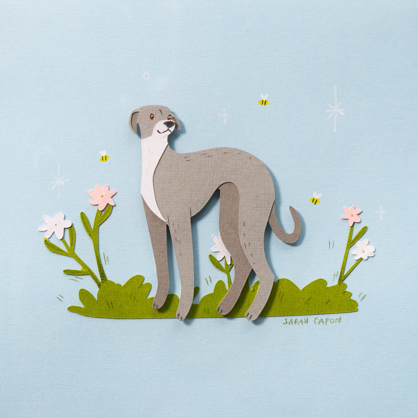 Italian Greyhound