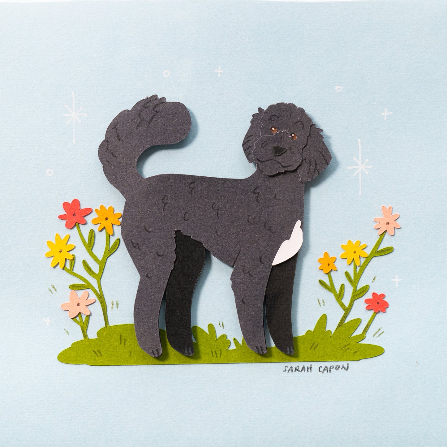 Fluffy Poodle / Oodle