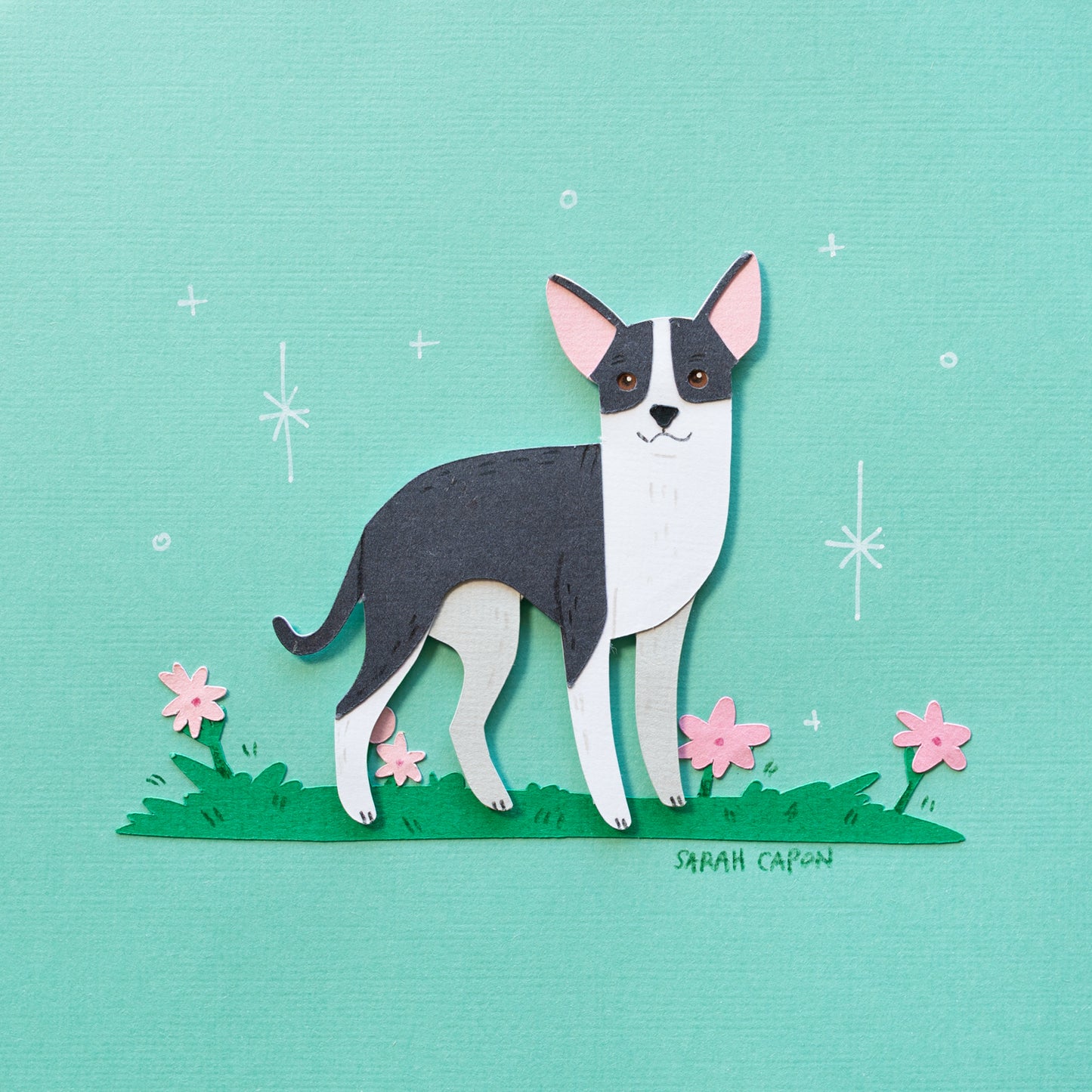 Chihuahua