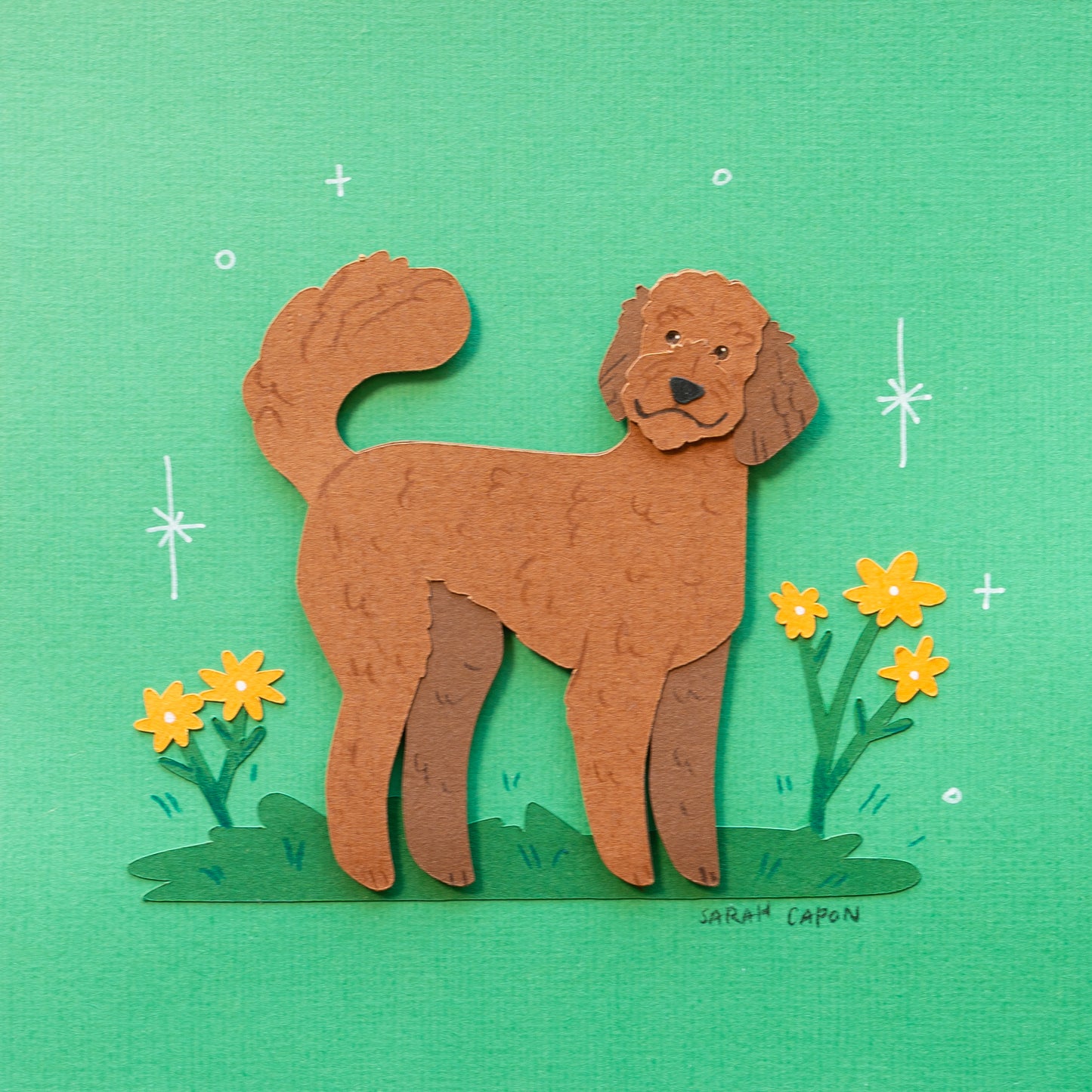 Fluffy Poodle / Oodle