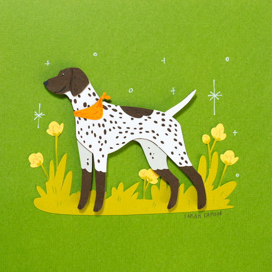 German Shorthaired Pointer