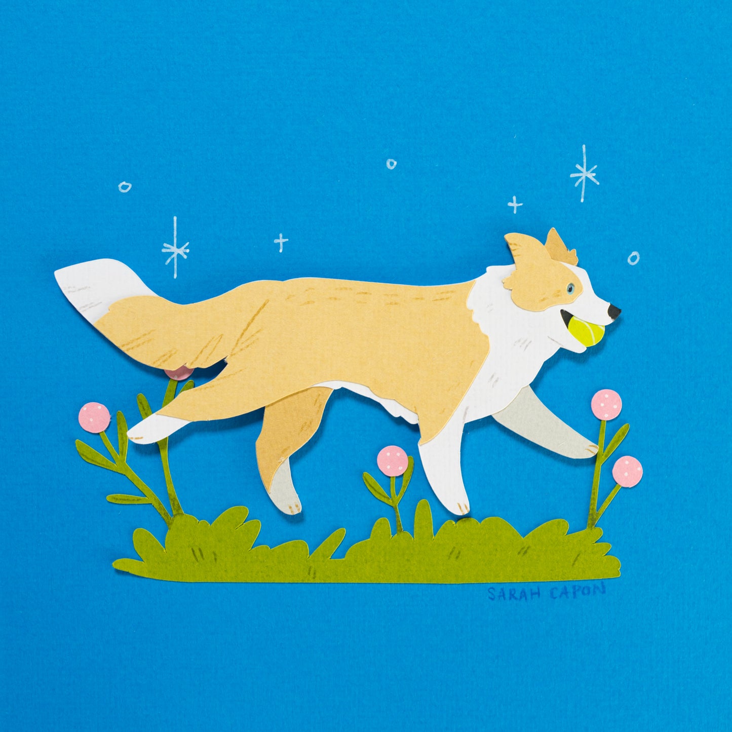 Border Collie