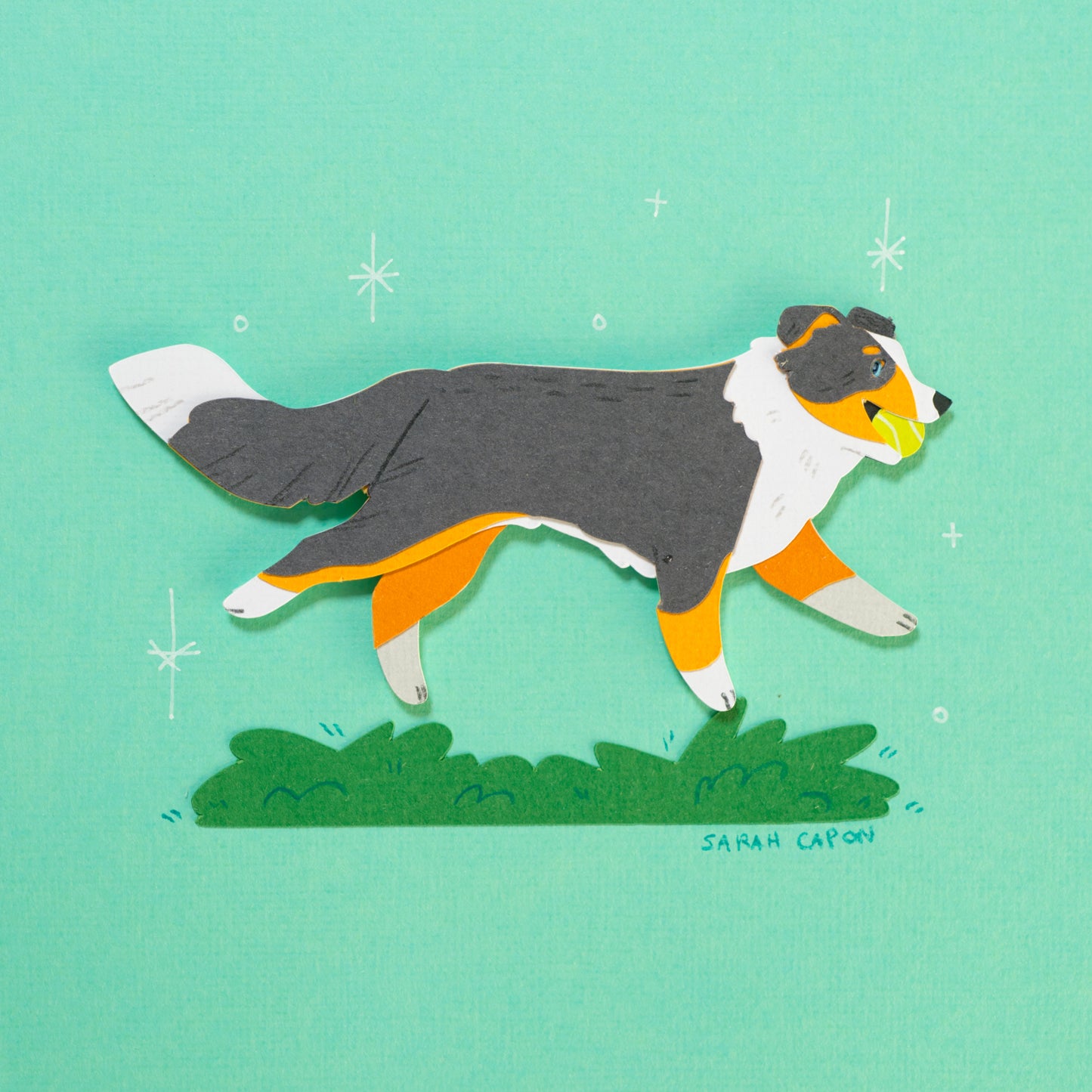 Australian Shepherd