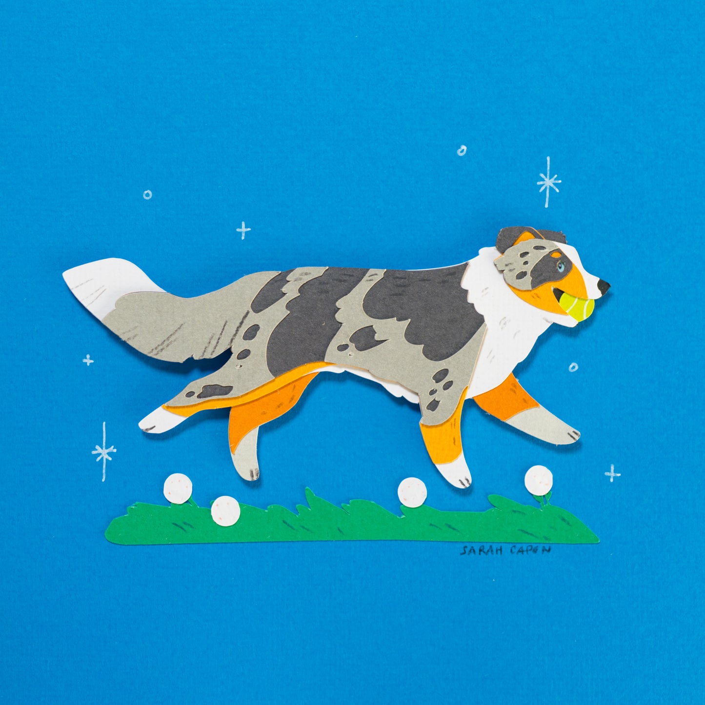 Australian Shepherd