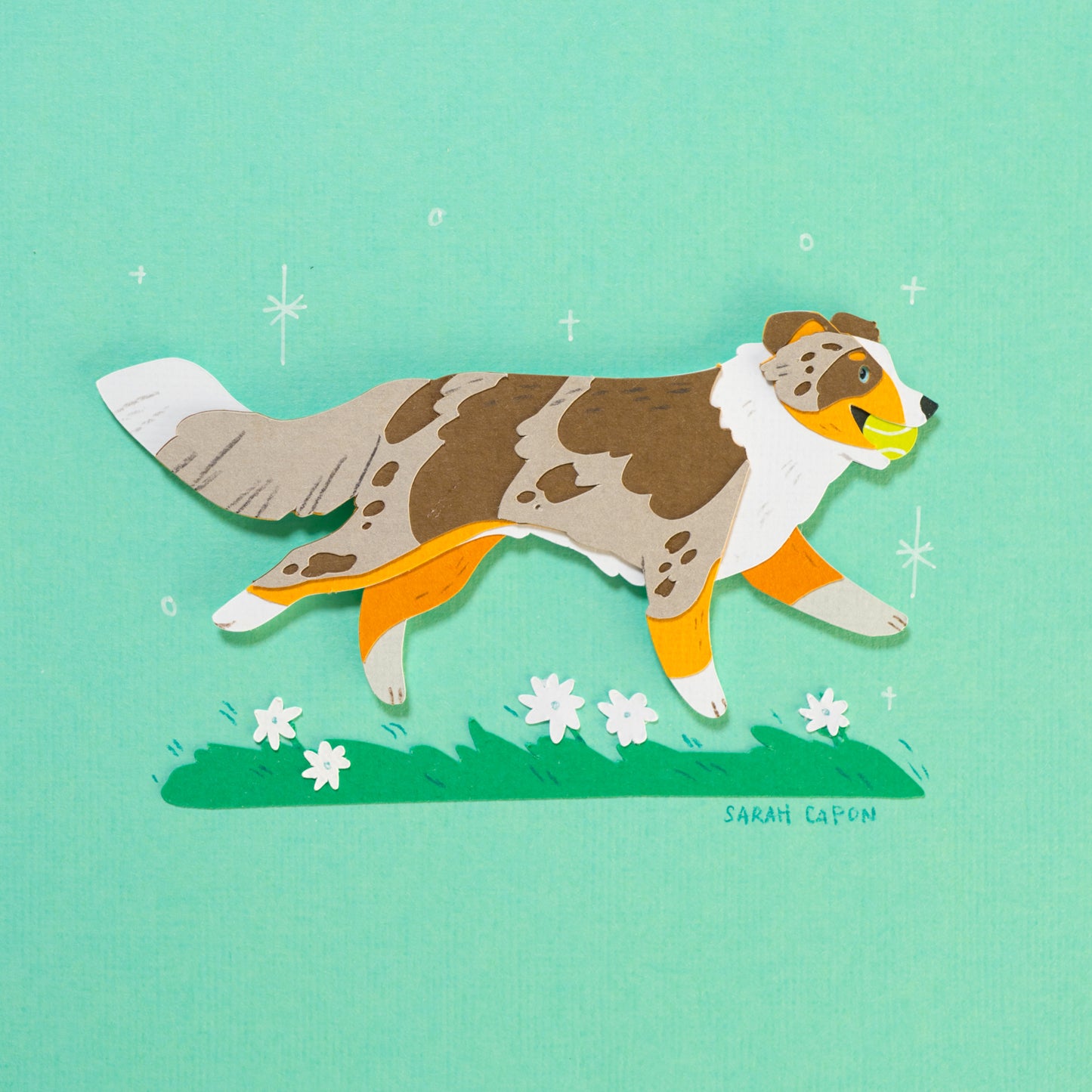 Australian Shepherd