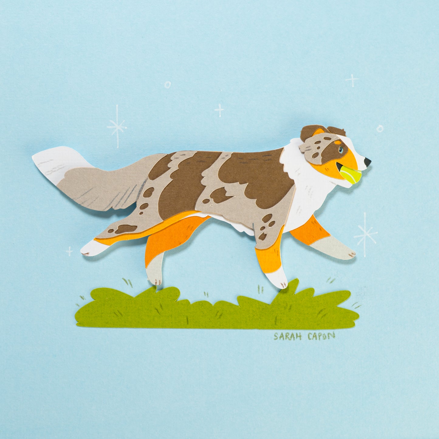 Australian Shepherd