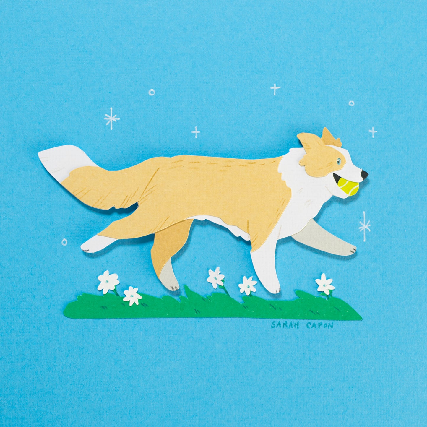 Border Collie