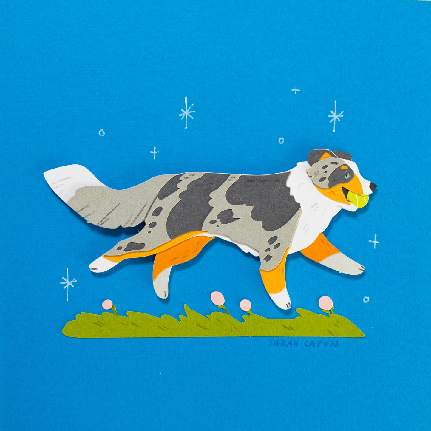 Australian Shepherd