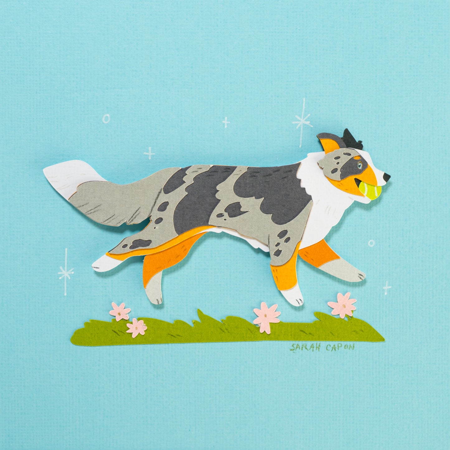 Border Collie