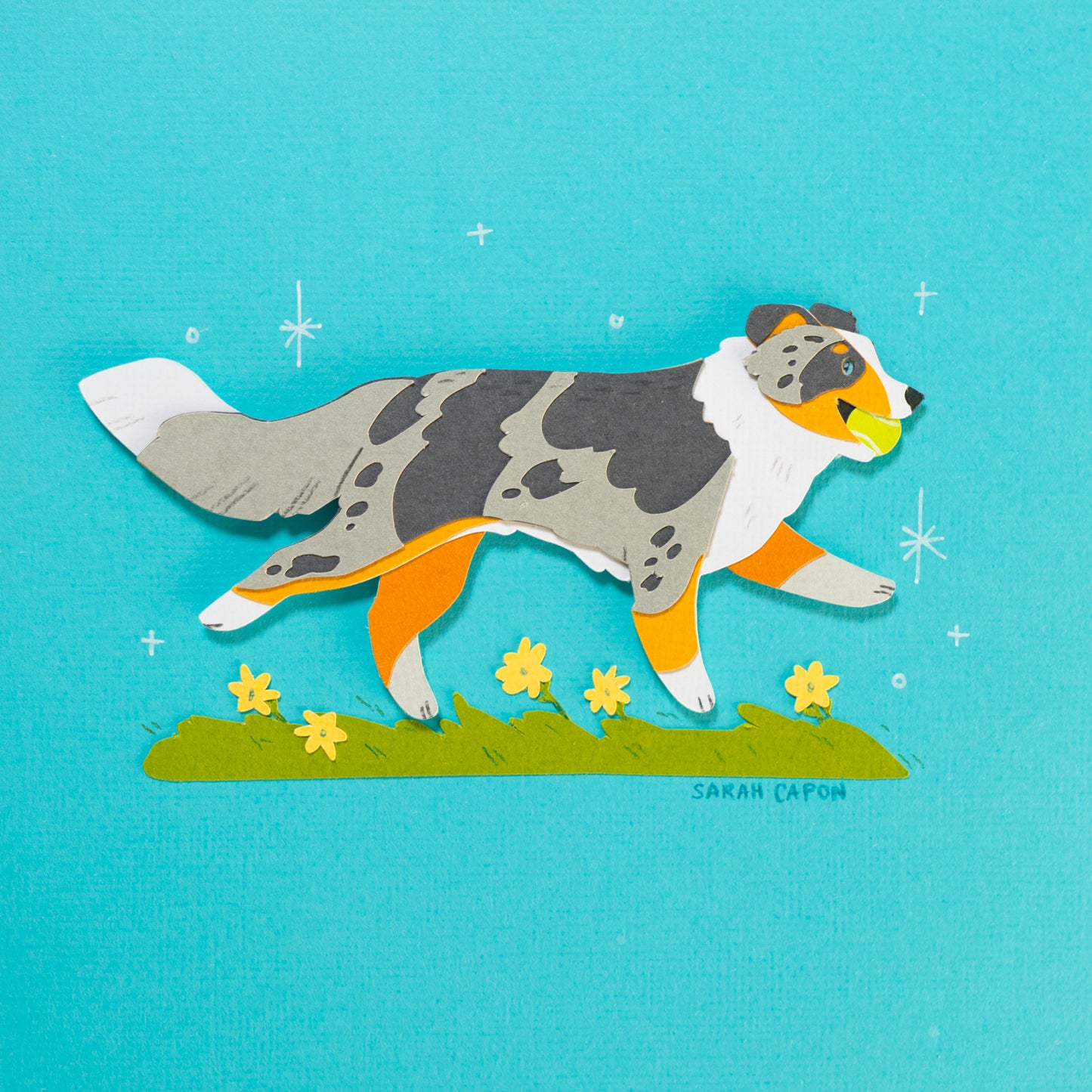 Australian Shepherd
