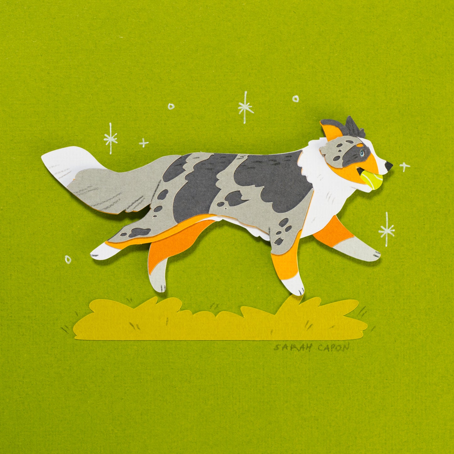 Border Collie