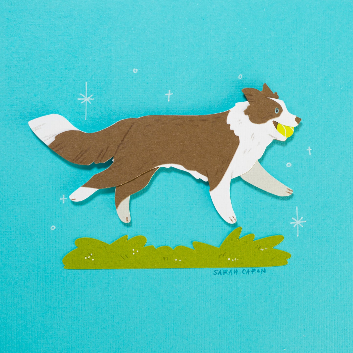 Border Collie