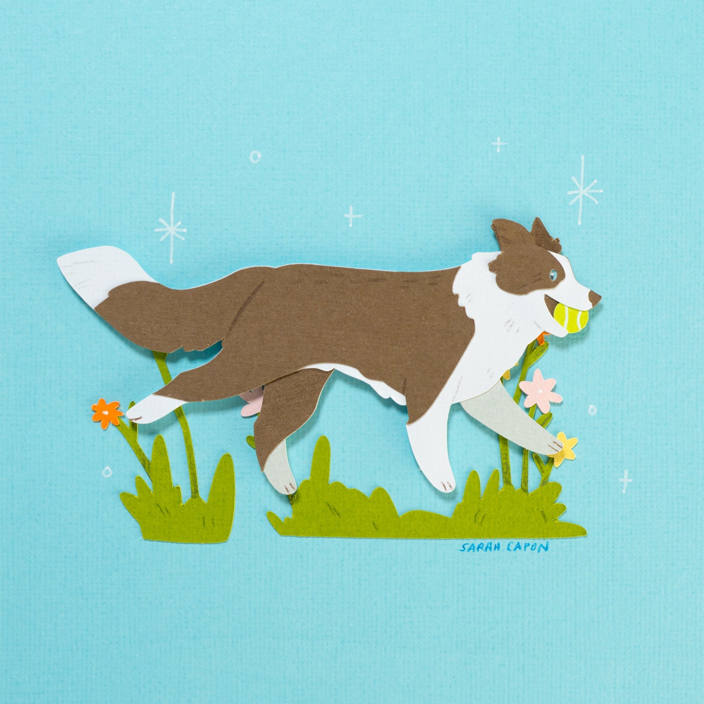 Border Collie