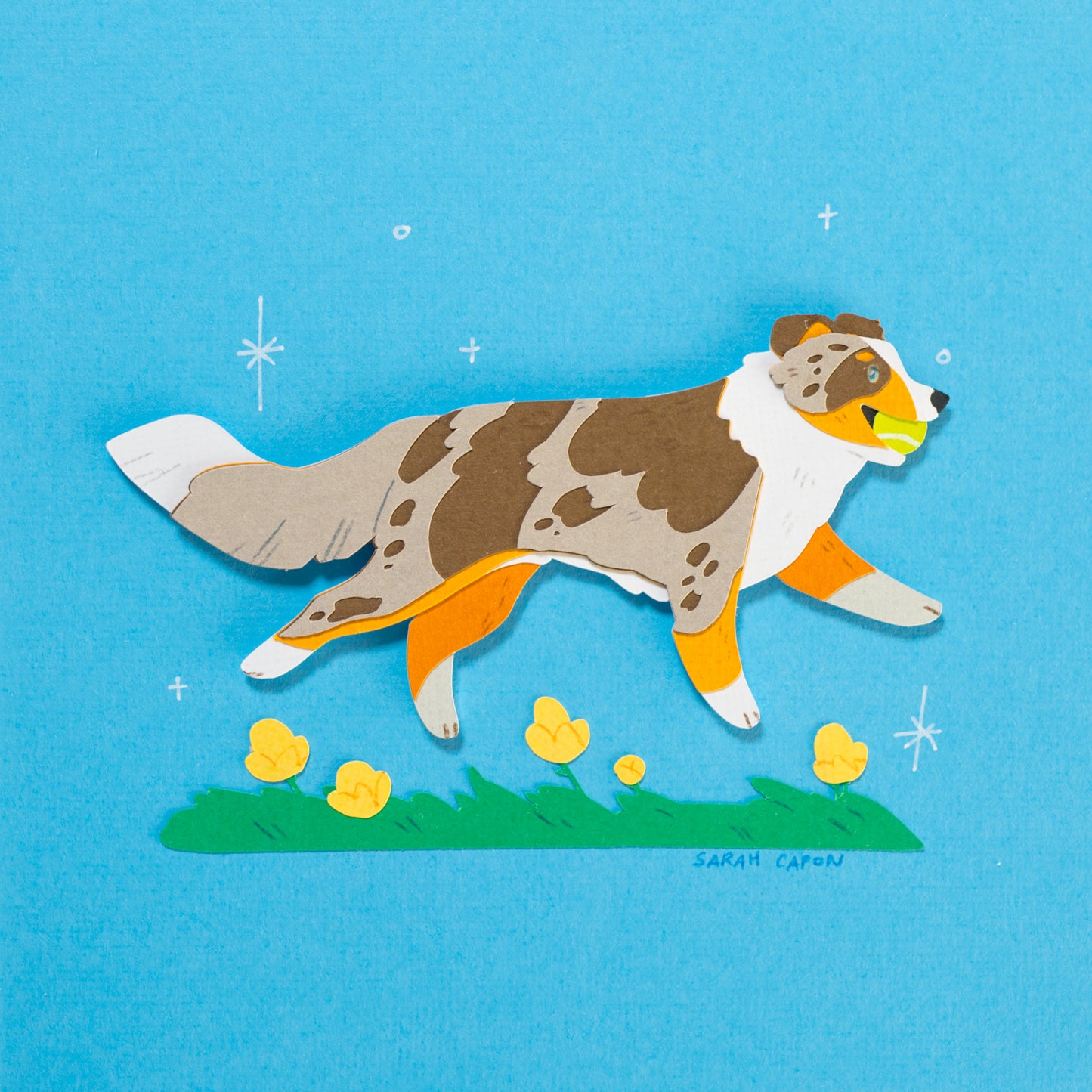 Australian Shepherd