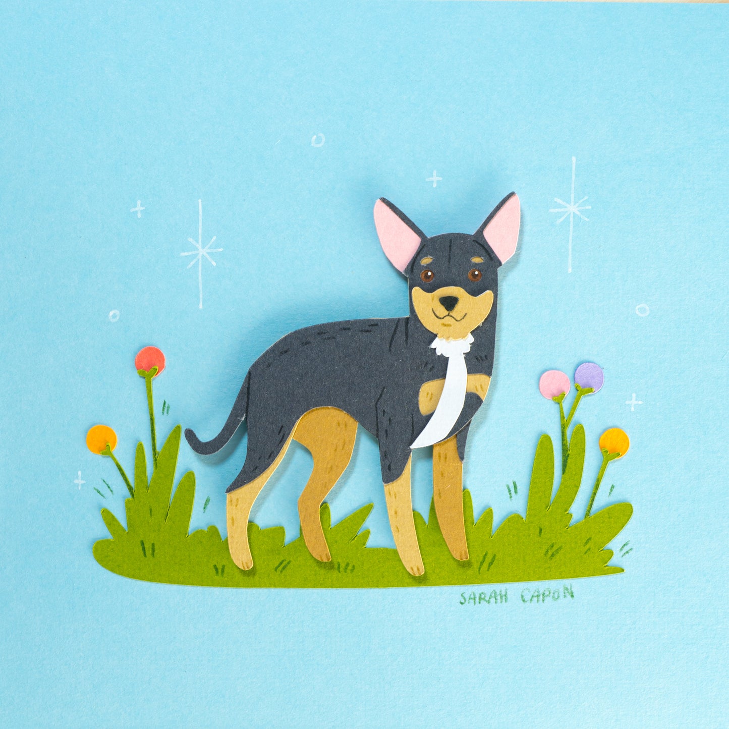 Chihuahua