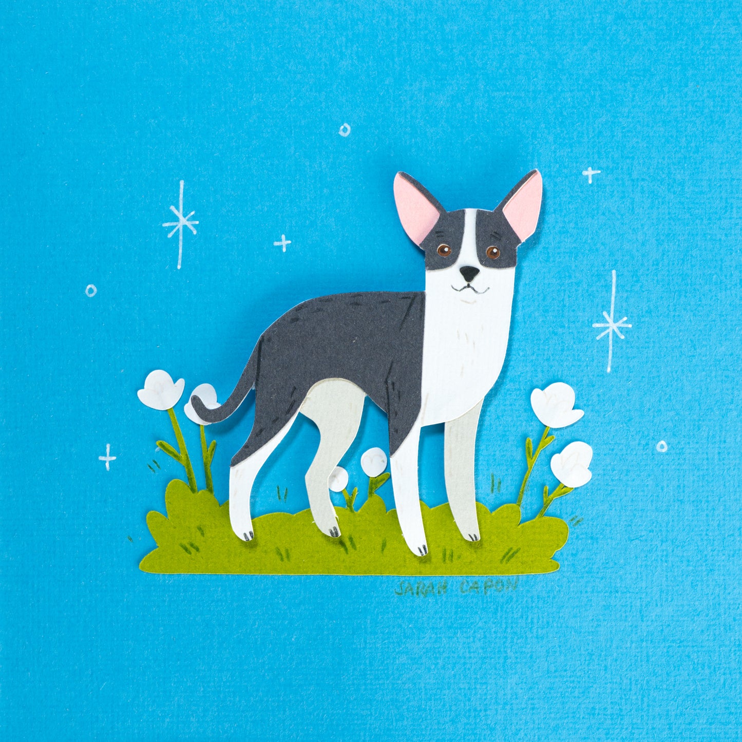 Chihuahua