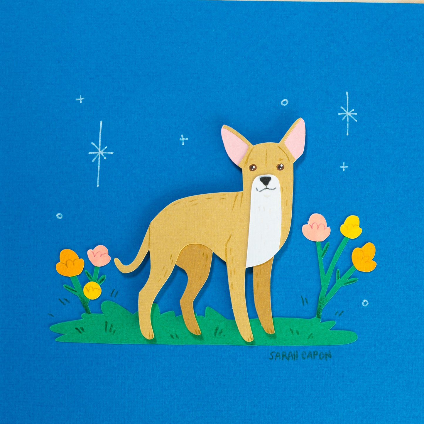 Chihuahua