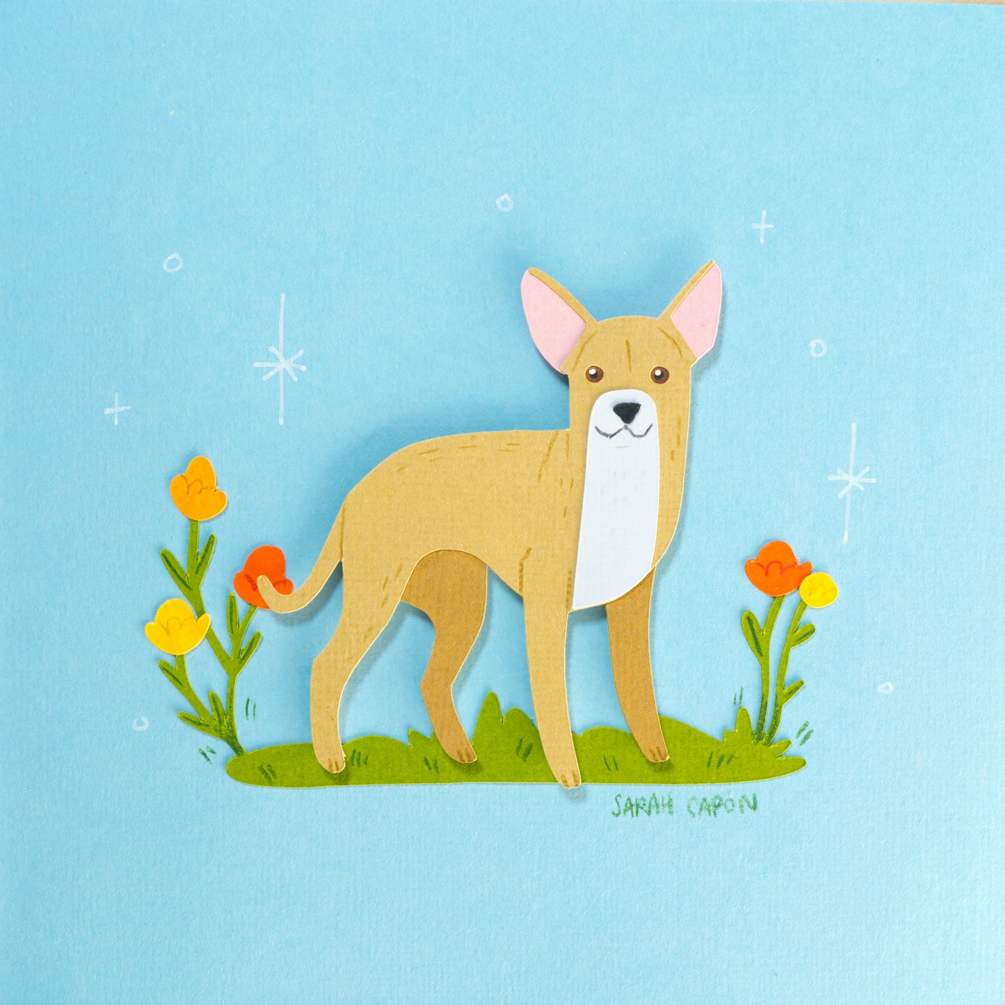 Chihuahua