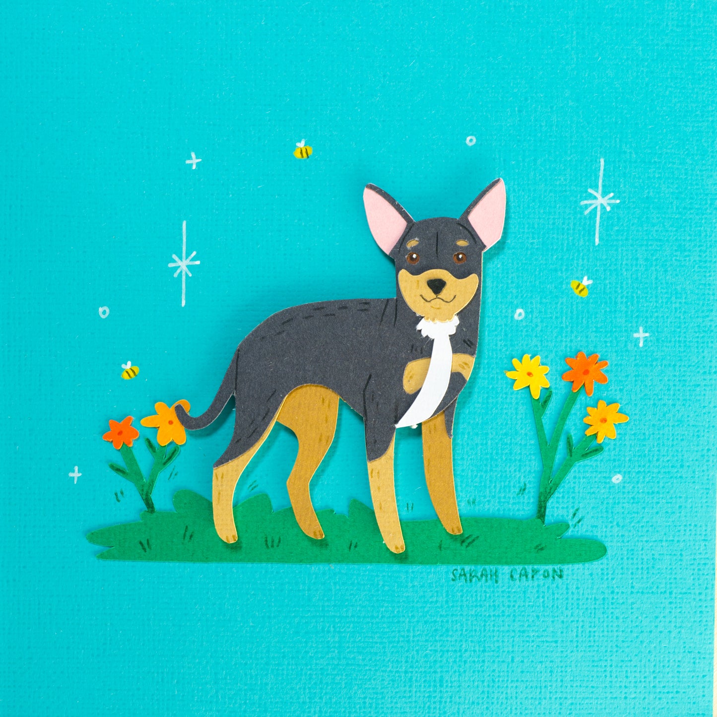 Chihuahua