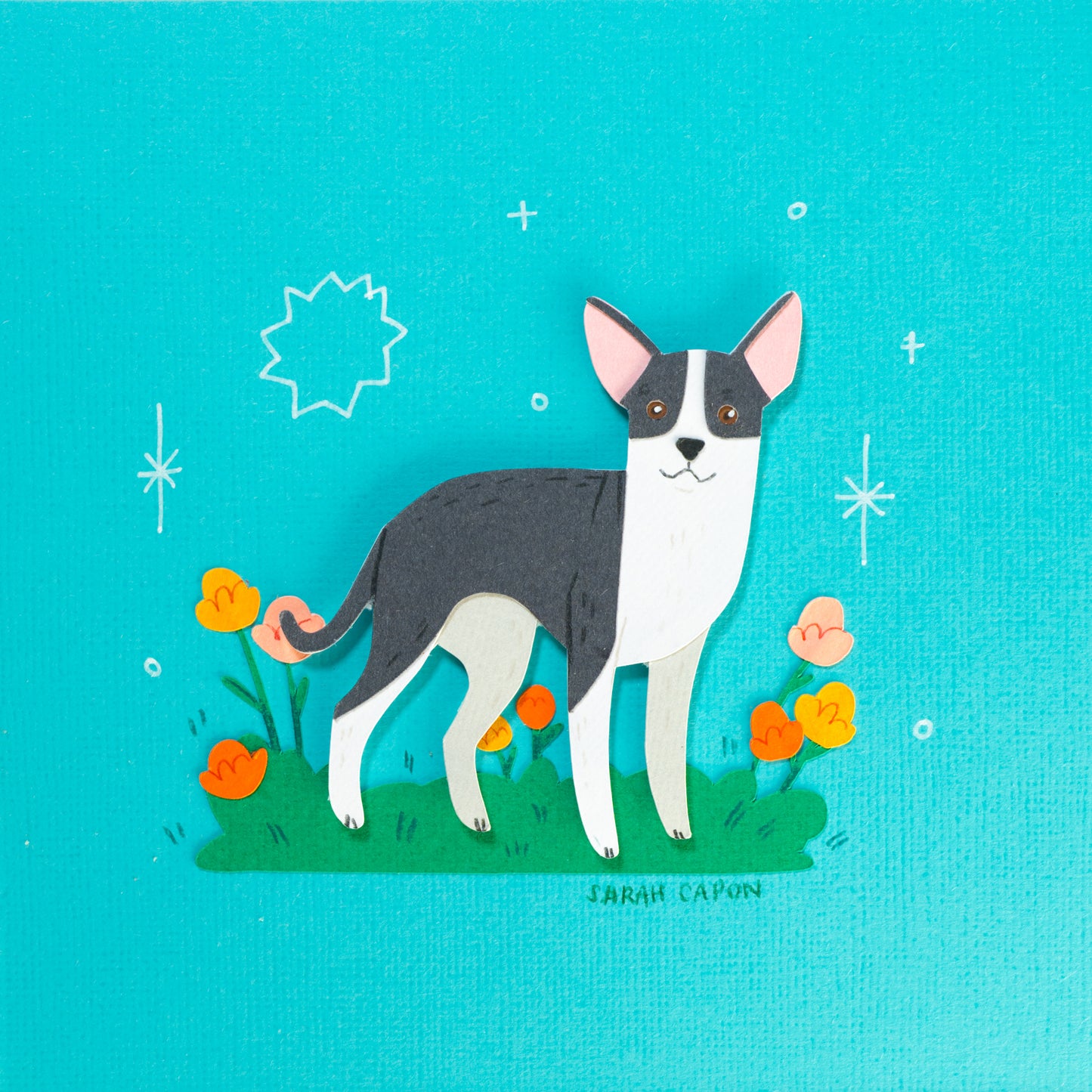 Chihuahua