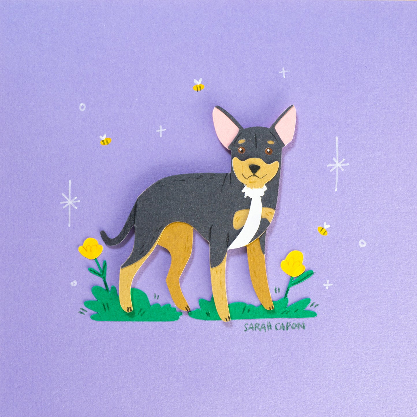Chihuahua