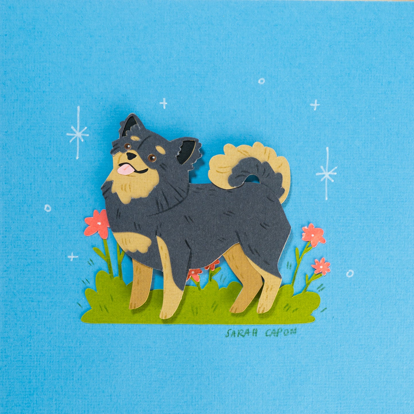 Pomeranian / Fluffy Chihuahua