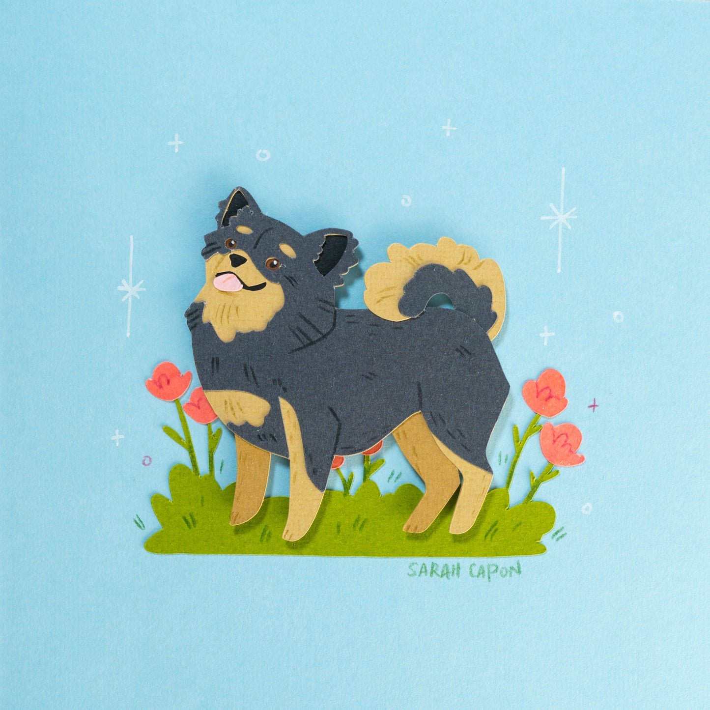 Pomeranian / Fluffy Chihuahua