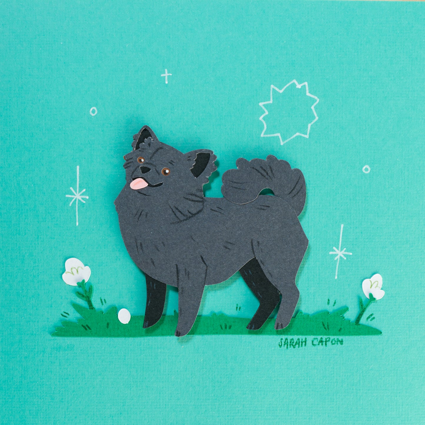 Pomeranian / Fluffy Chihuahua
