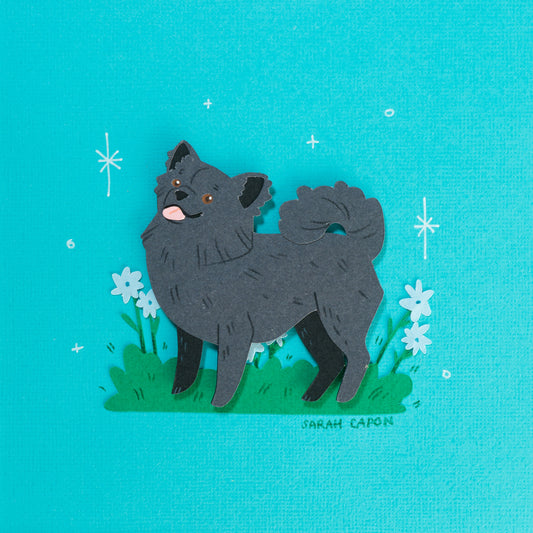 Pomeranian / Fluffy Chihuahua