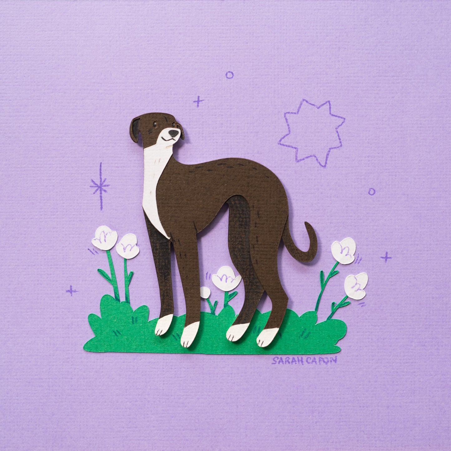 Italian Greyhound