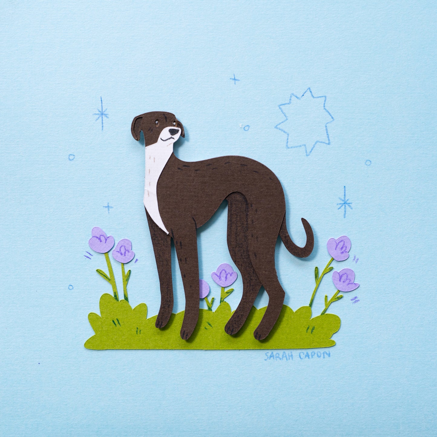 Italian Greyhound