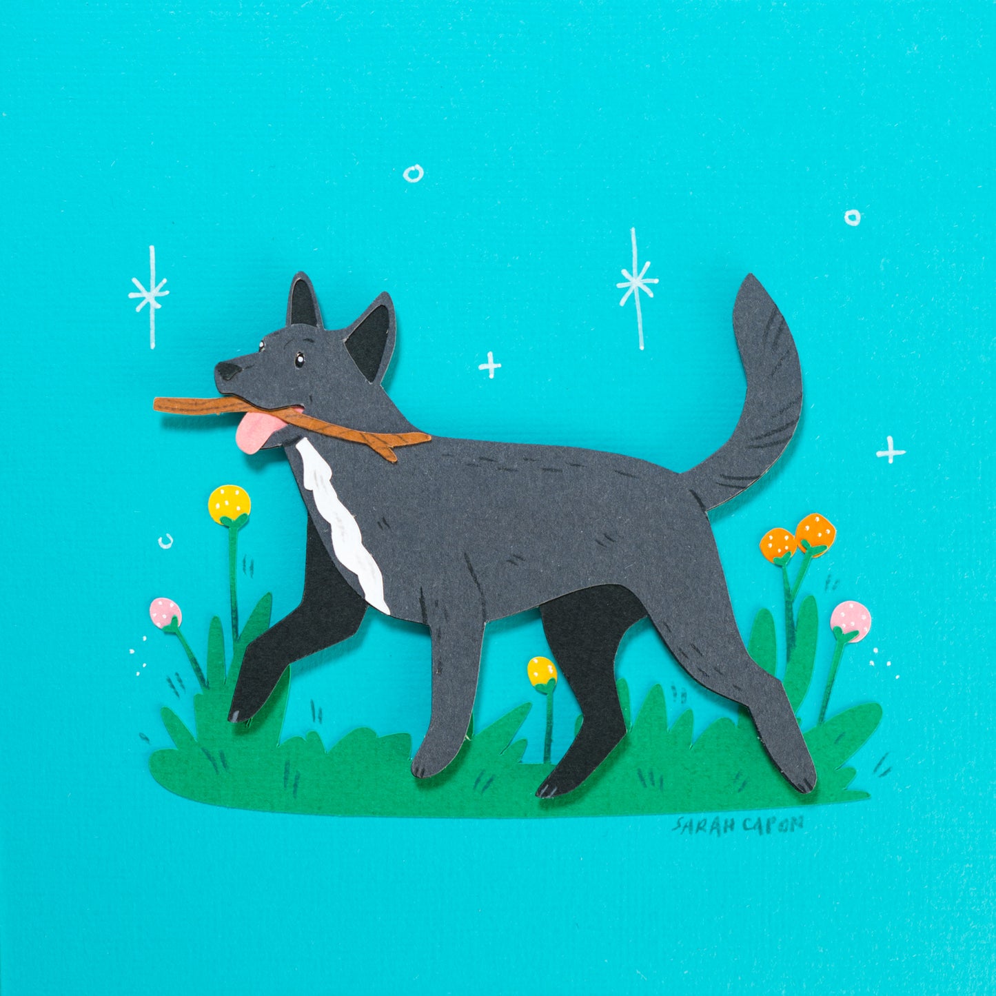 Australian Kelpies
