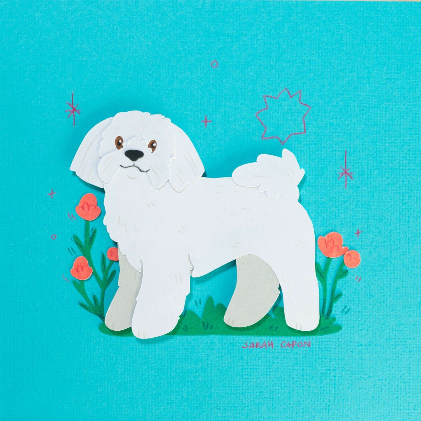 Shih Tzus