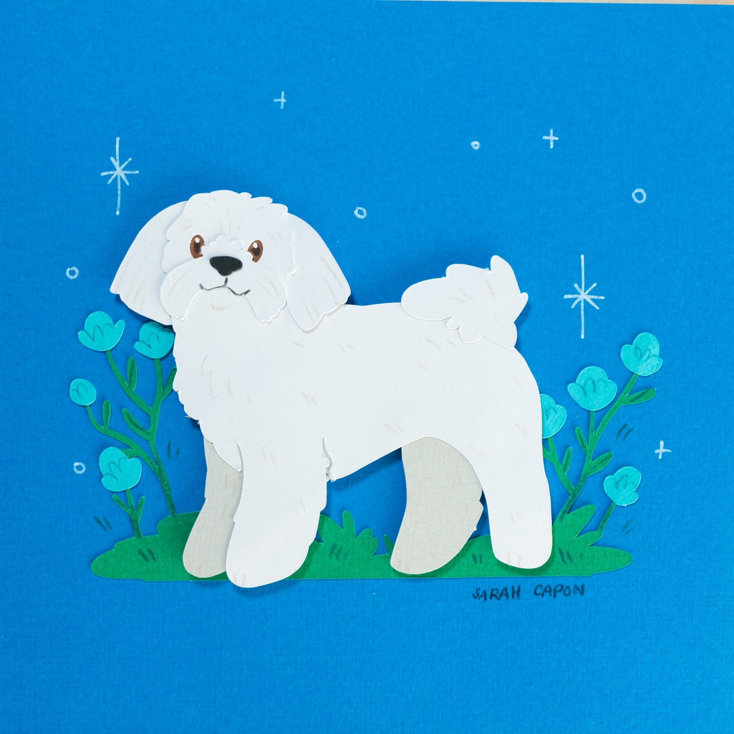 Shih Tzus