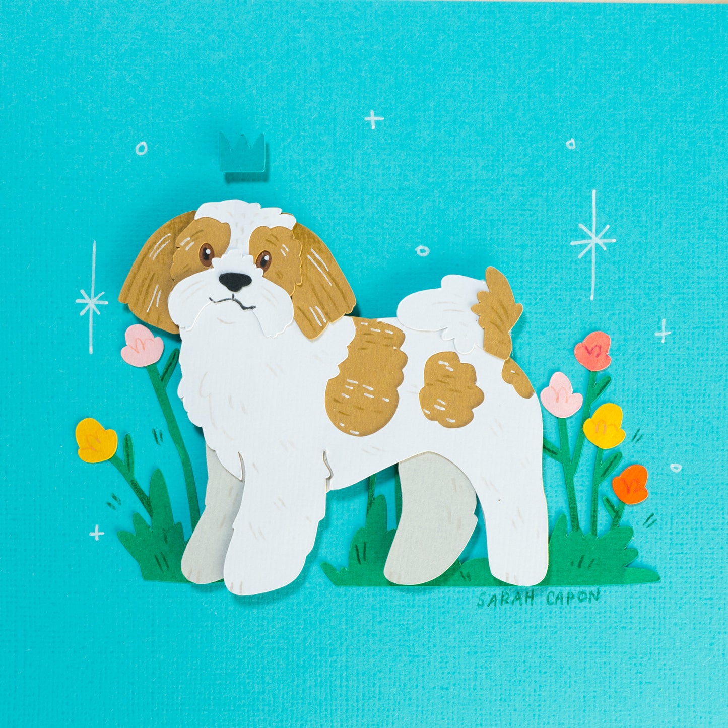 Shih Tzus