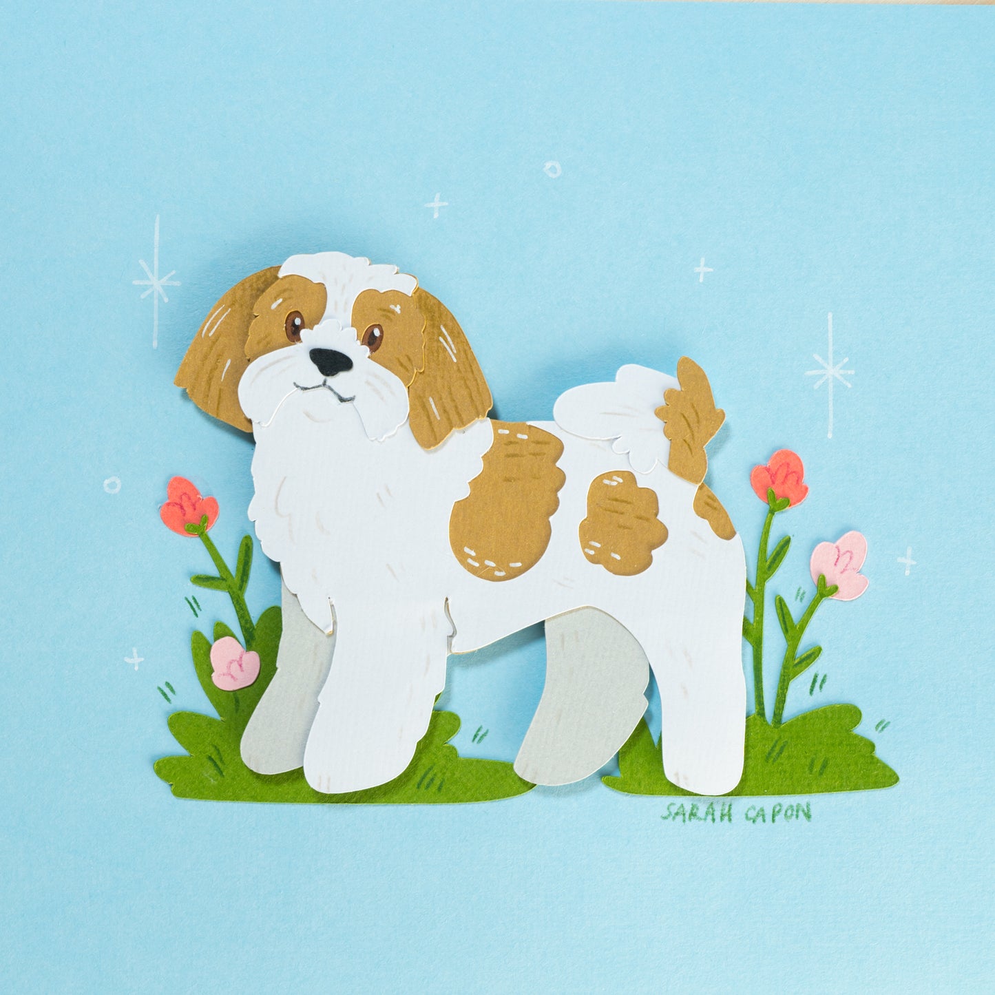 Shih Tzus