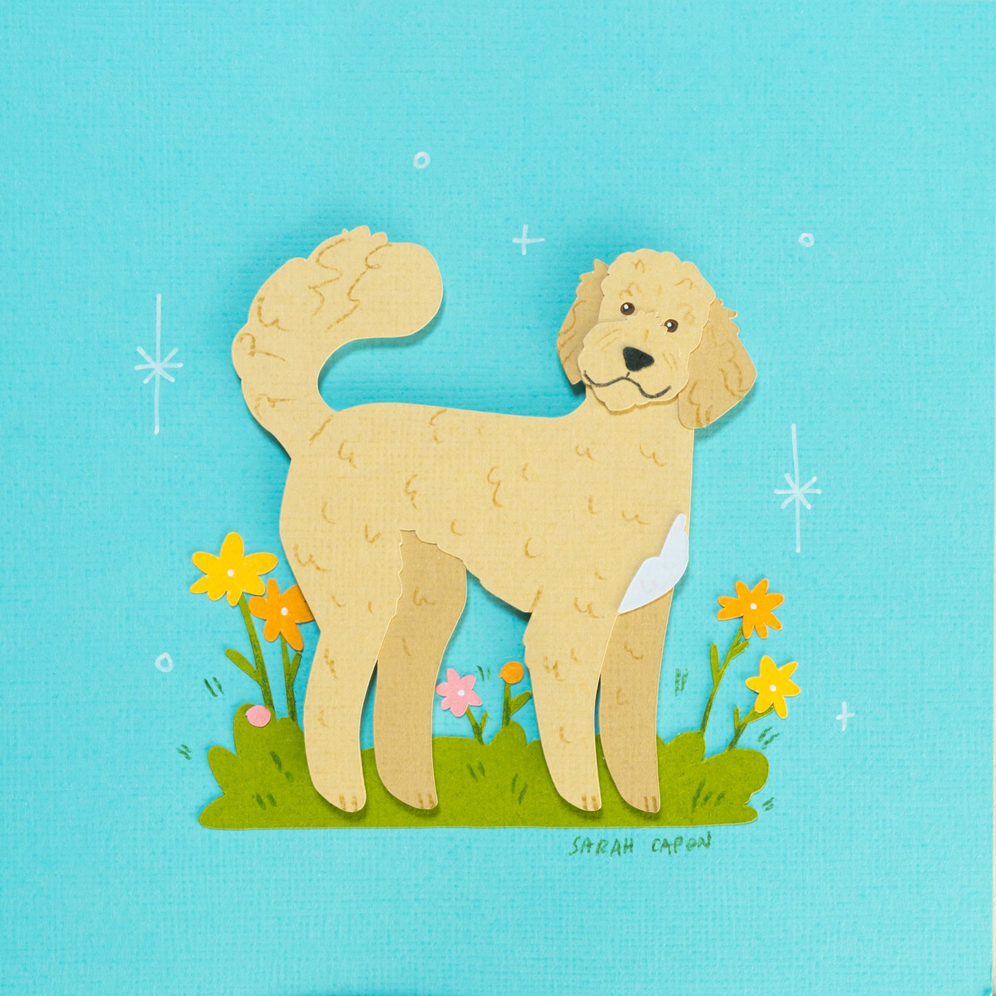Fluffy Poodle / Oodle