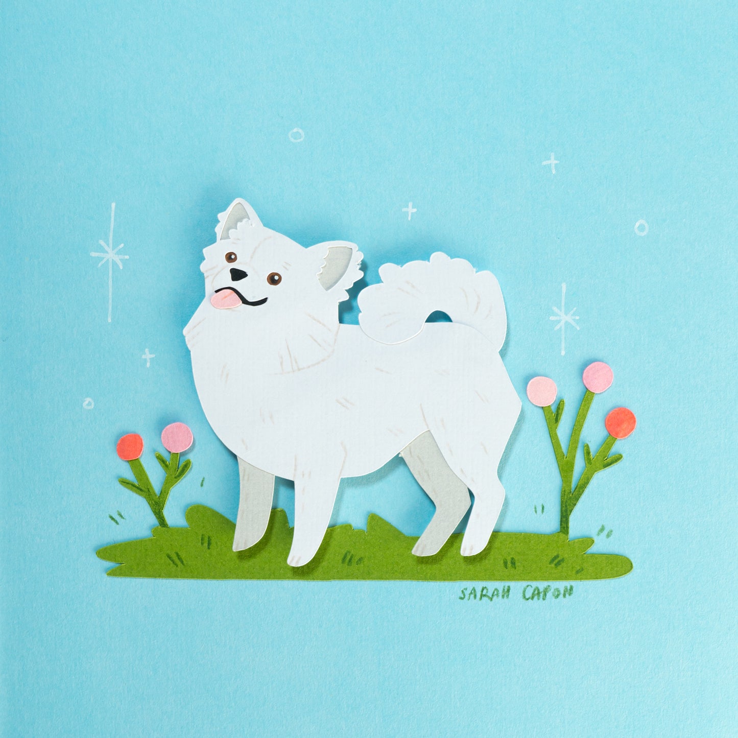 Pomeranian / Fluffy Chihuahua