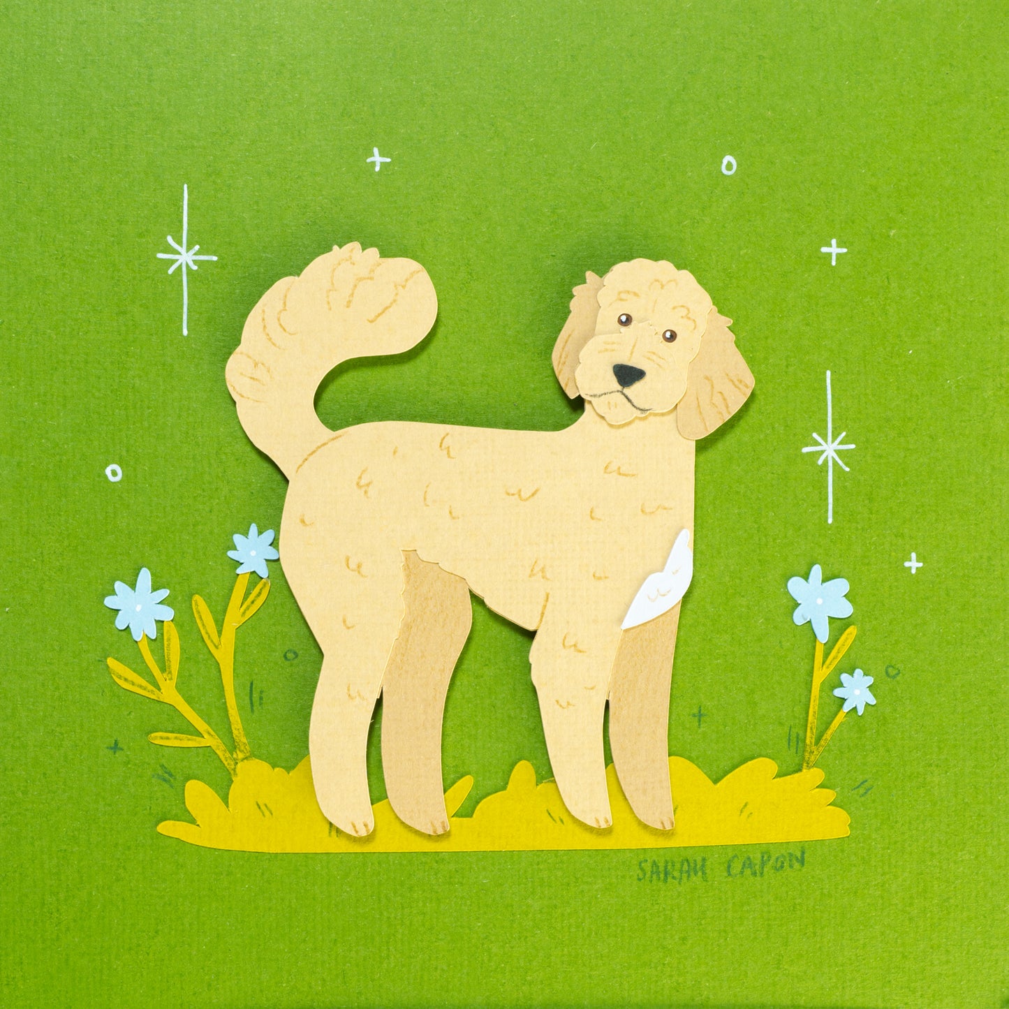 Fluffy Poodle / Oodle