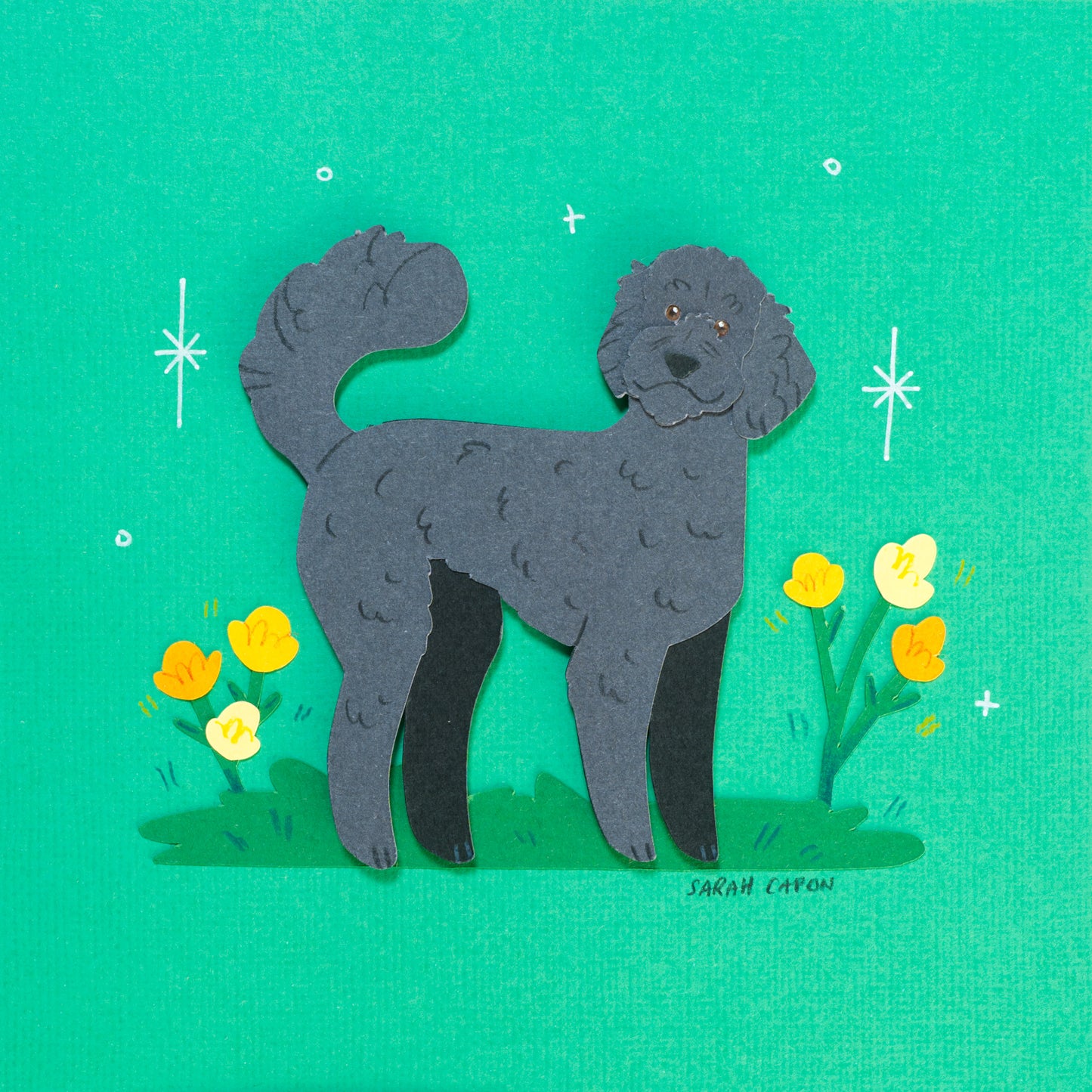 Fluffy Poodle / Oodle