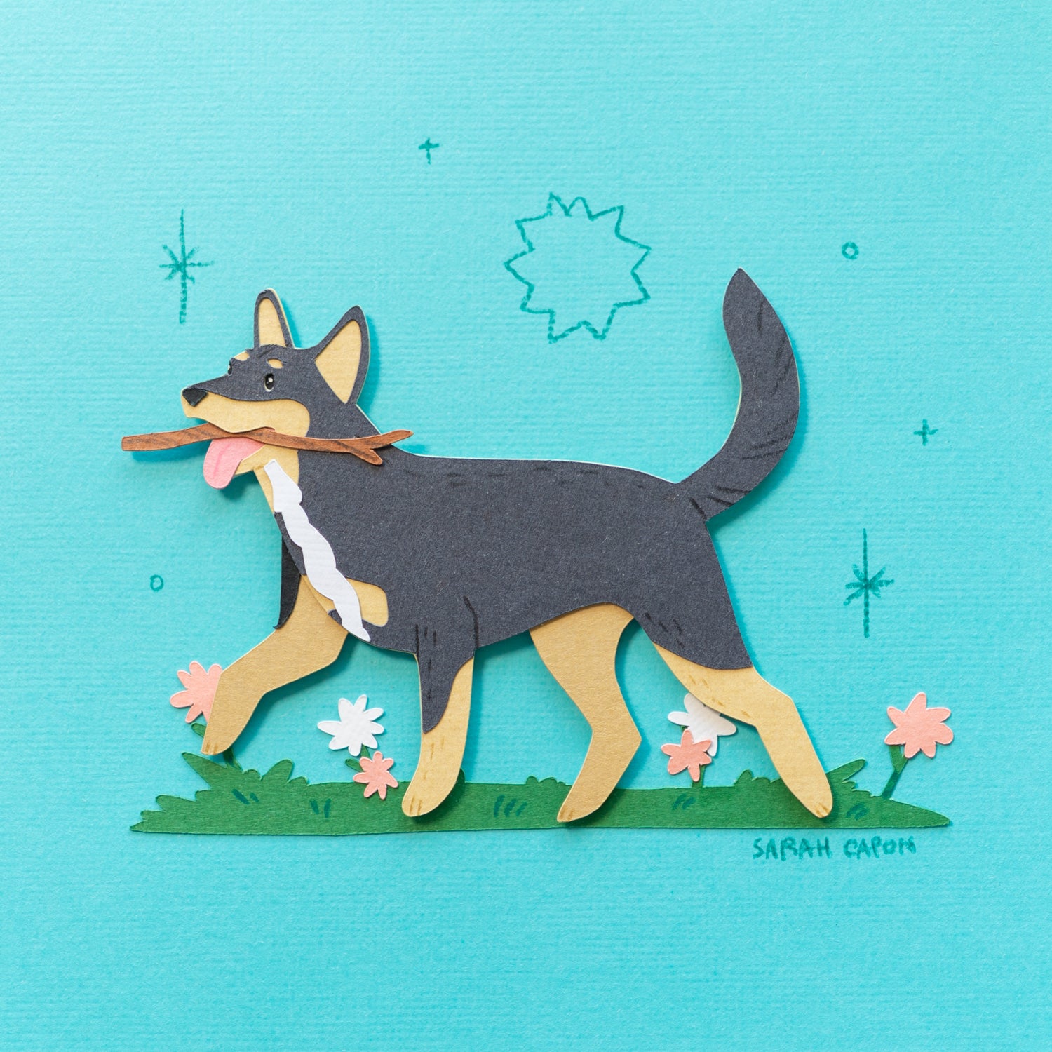 Australian Kelpies