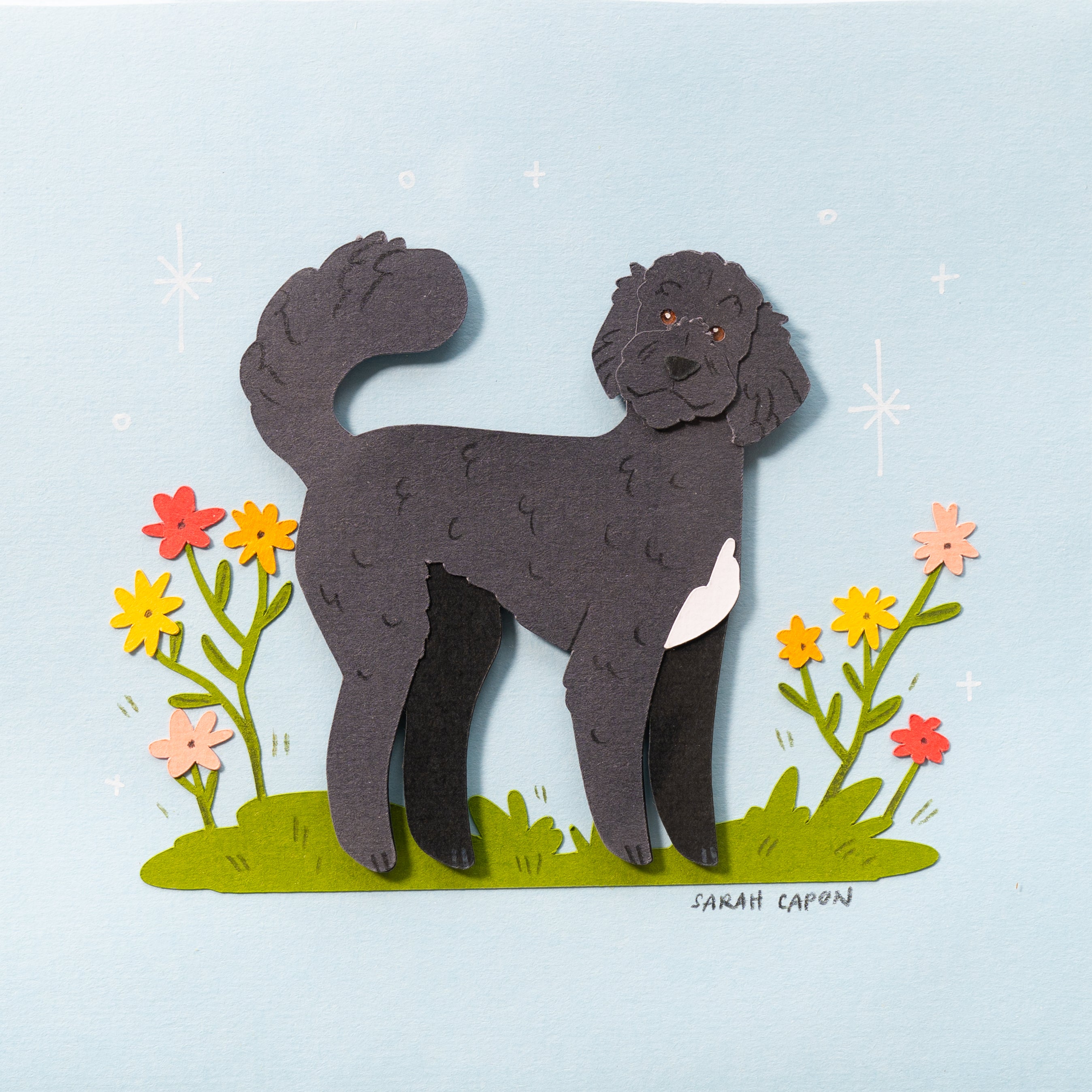 Fluffy Poodle / Oodle