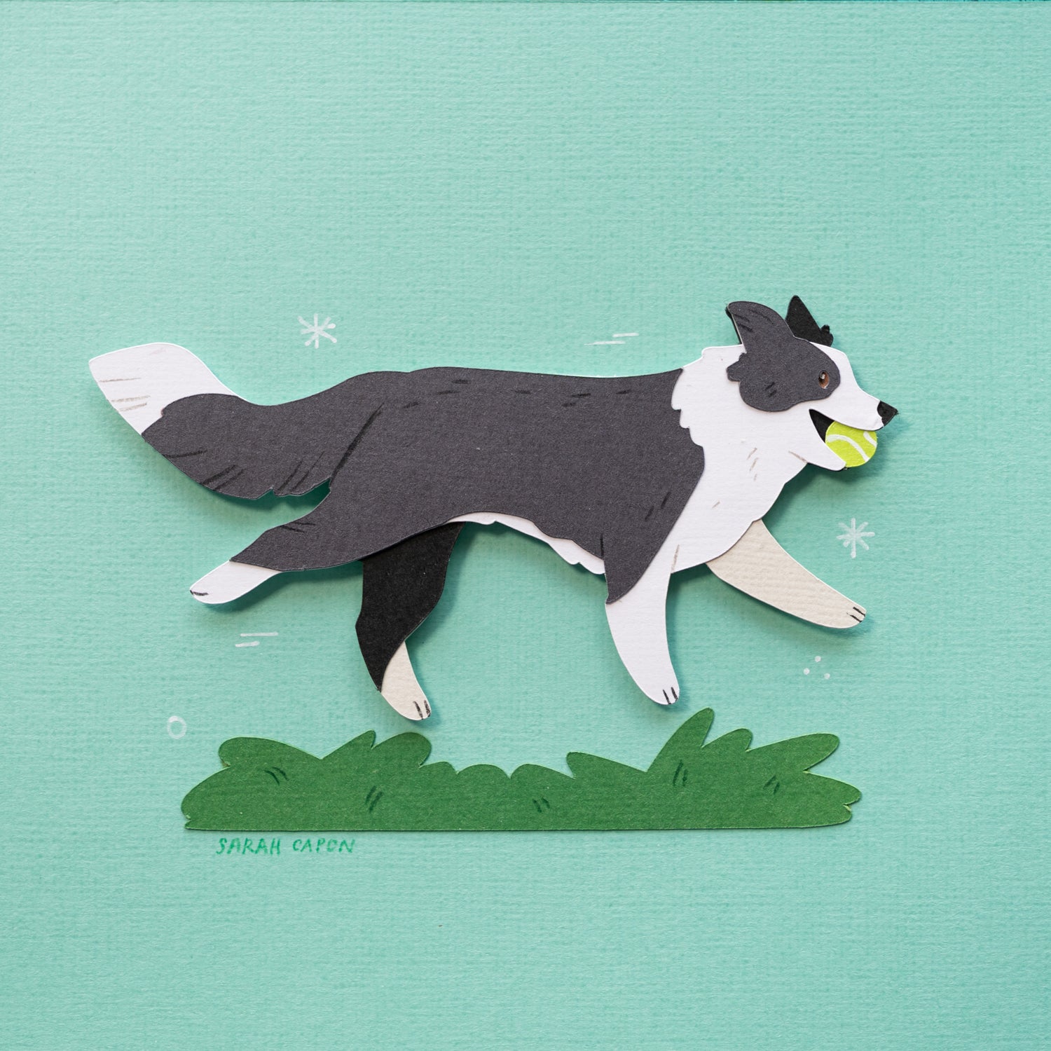 Border Collie
