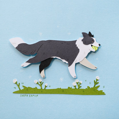 Border Collie