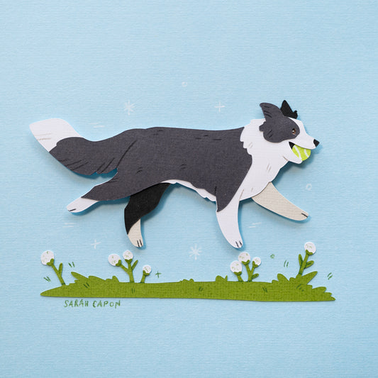 Border Collie