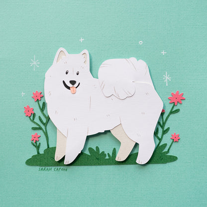 Samoyed