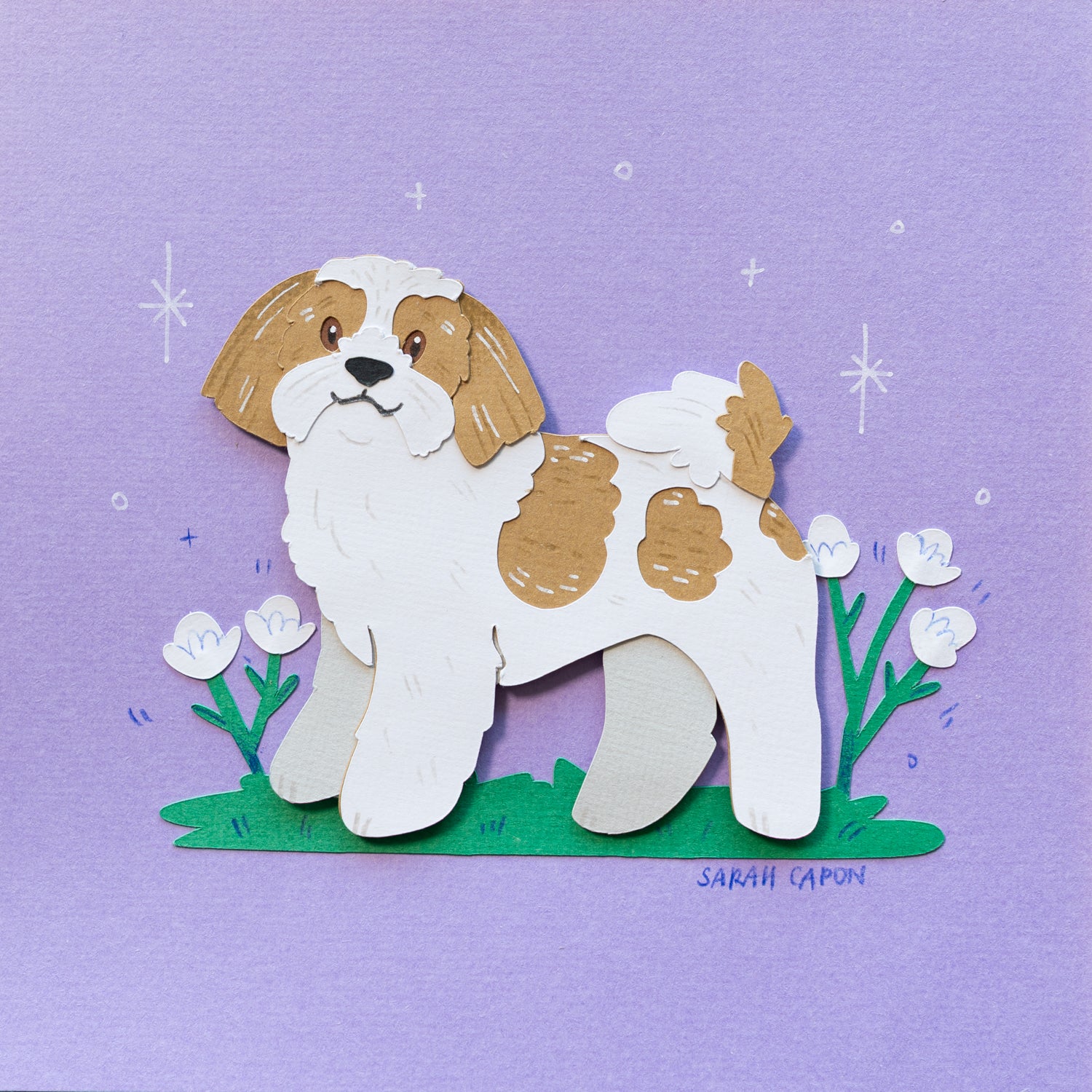 Shih Tzu