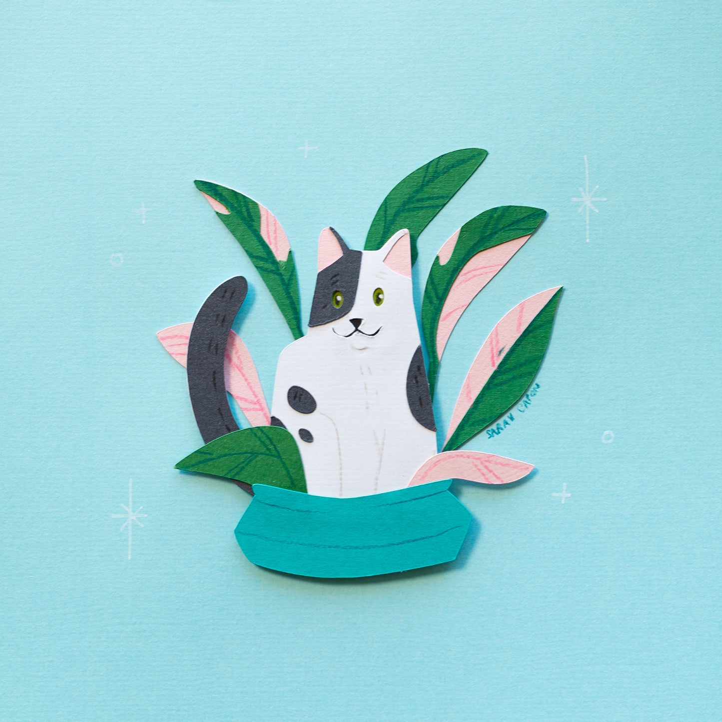 Black and White Cats in Plants